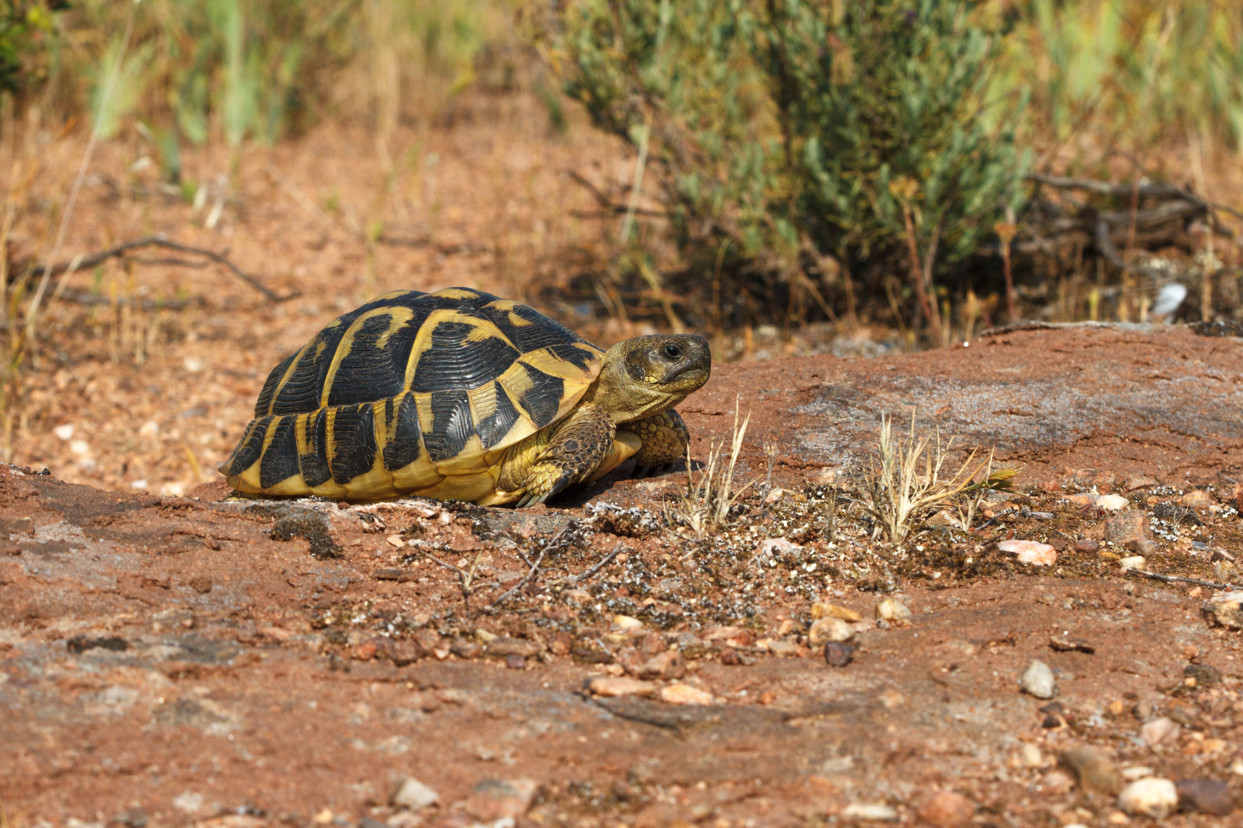 image d'illustration La Tortue d'Hermann