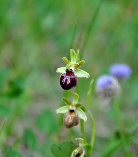 Ophrys de Provence 
