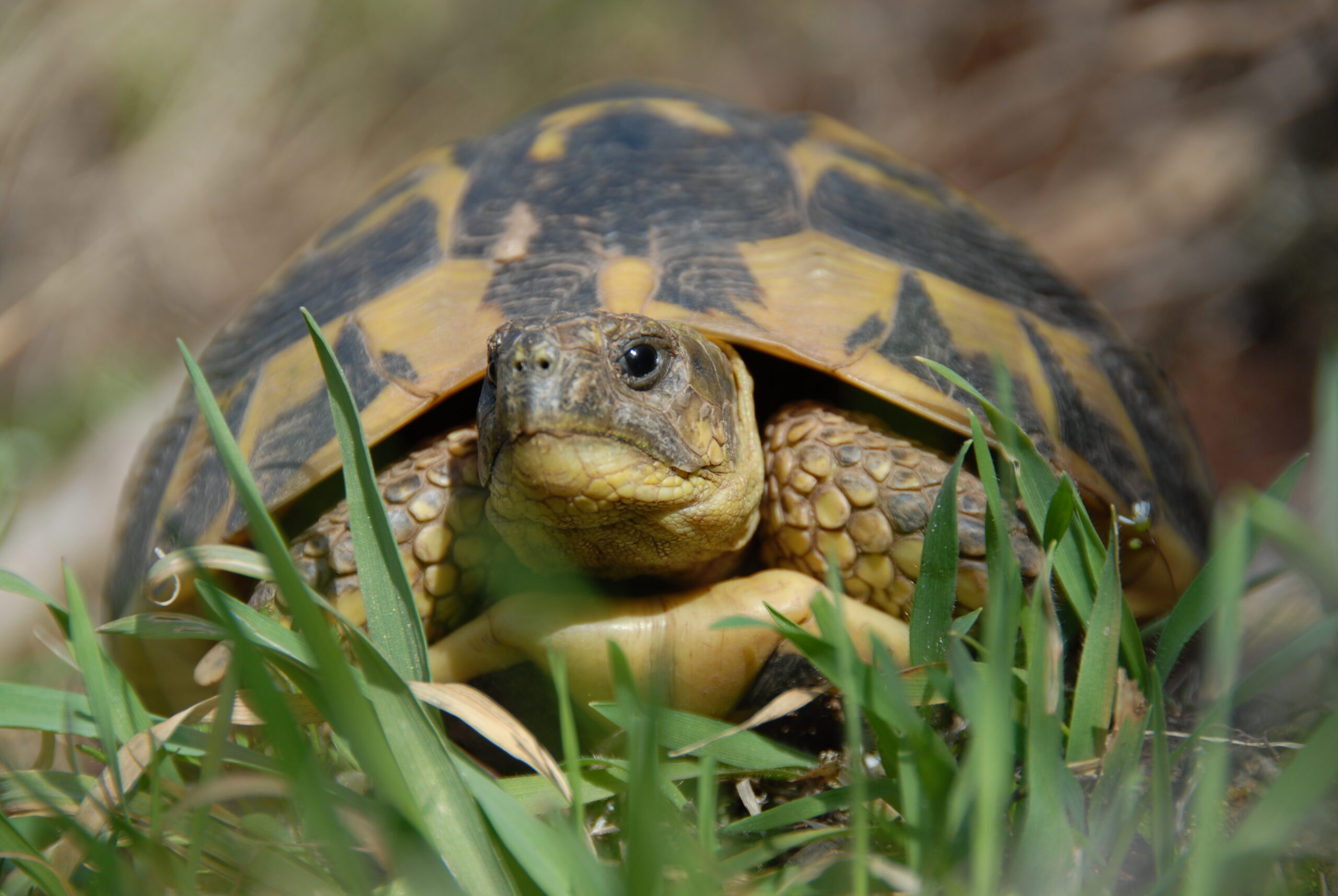 image d'illustration Tortue d'Hermann