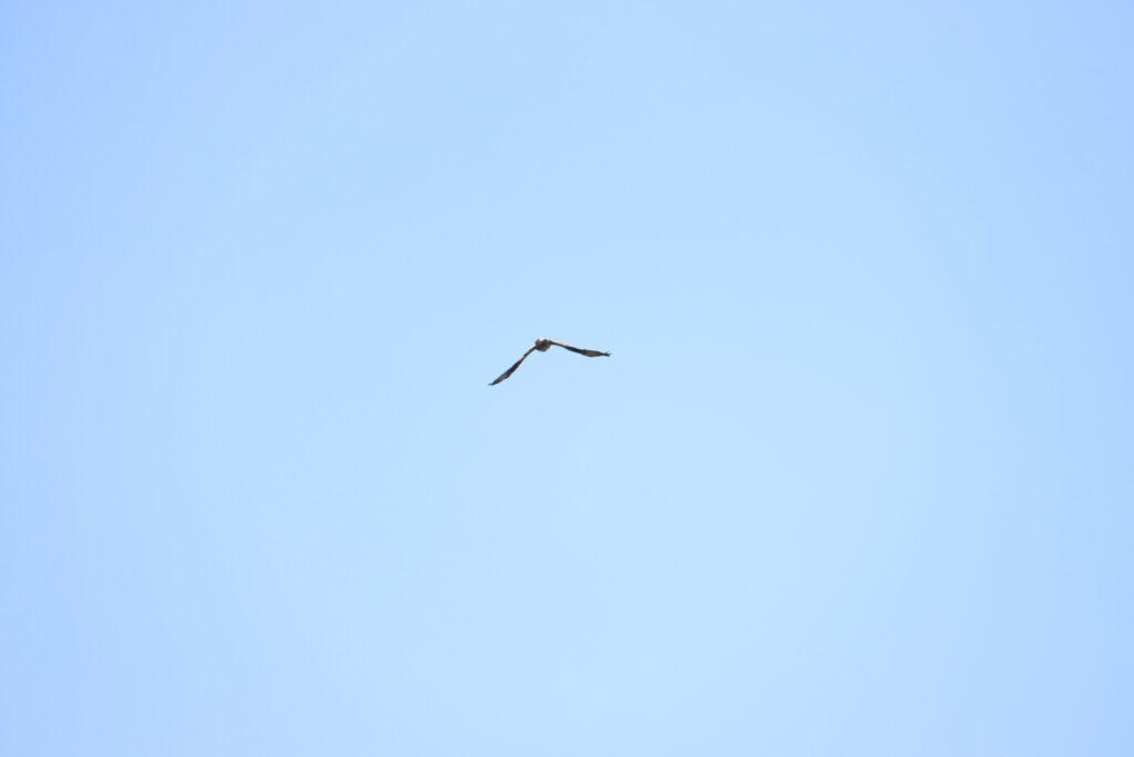 Silhouette Aigle de Bonelli visible dans le ciel bleu estival