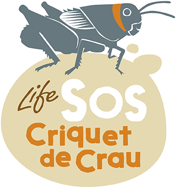 image d'illustration LIFE SOS Criquet de Crau 