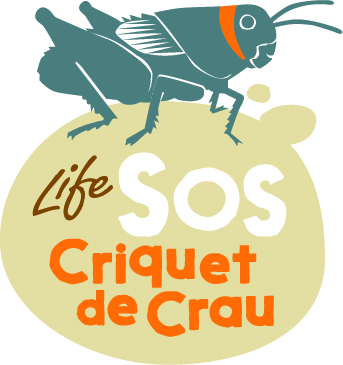image d'illustration Le projet LIFE SOS Criquet de Crau