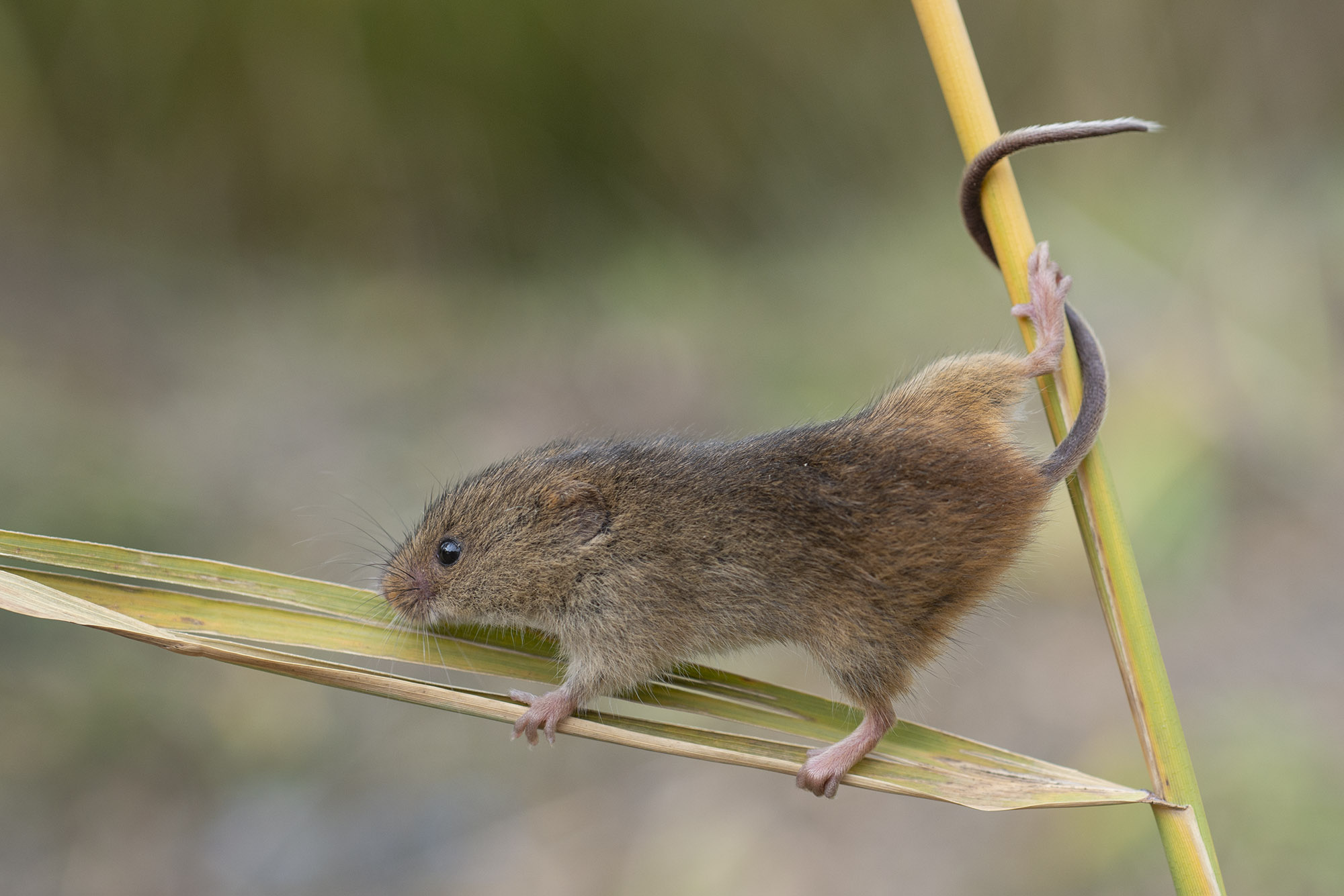 Micromys minutus - Rat des moissons