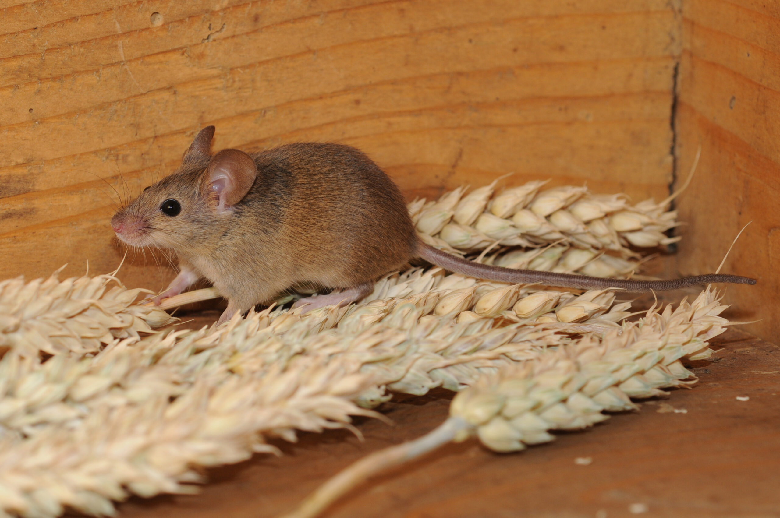 Mus musculus domesticus - Souris grise