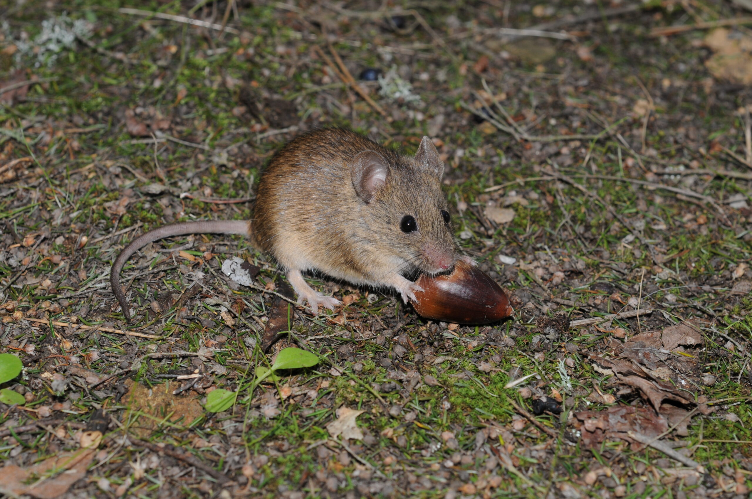 Mus spretus - Souris d'Afrique du nord