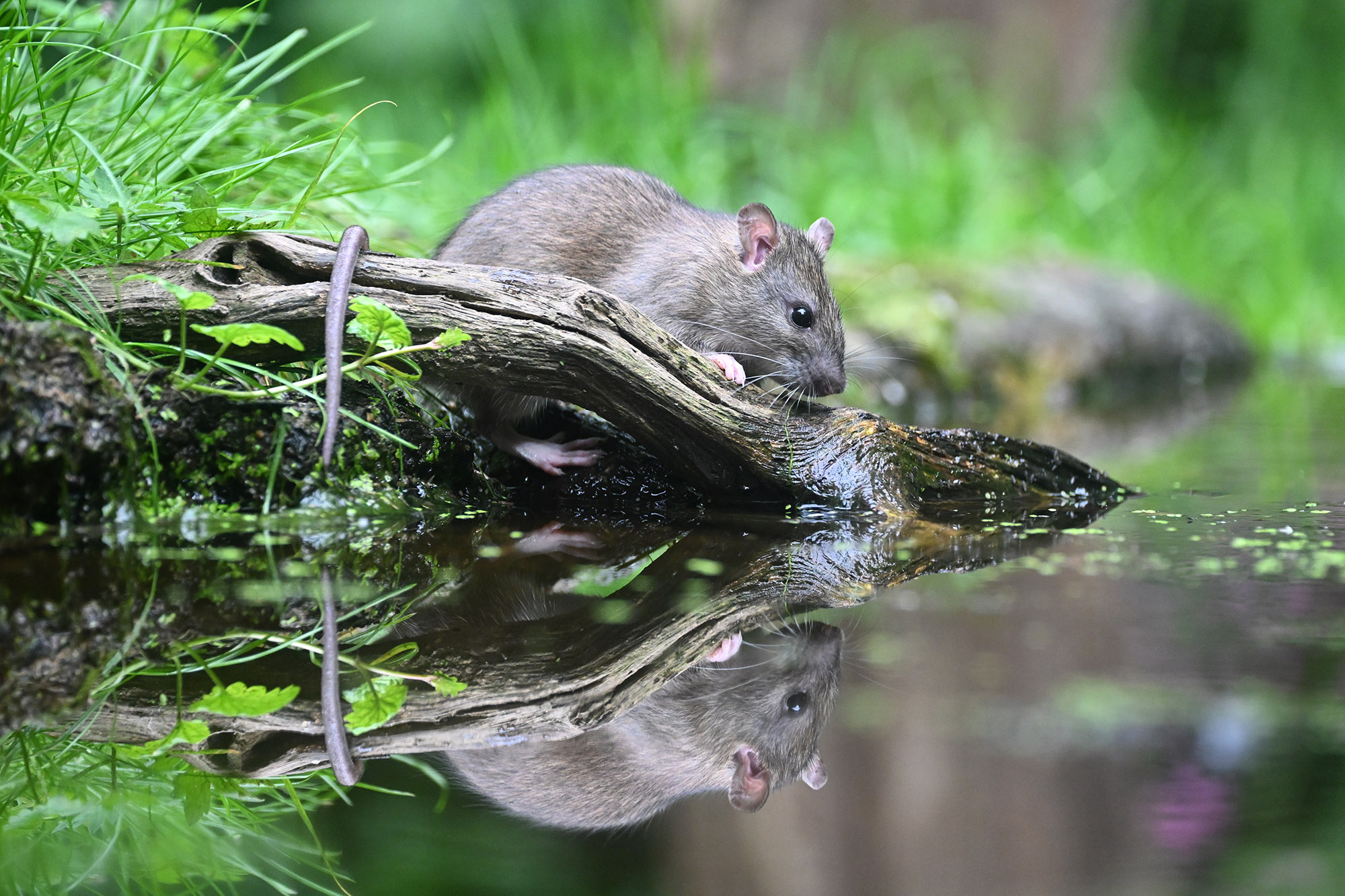 Rattus norvegicus - Rat surmulot
