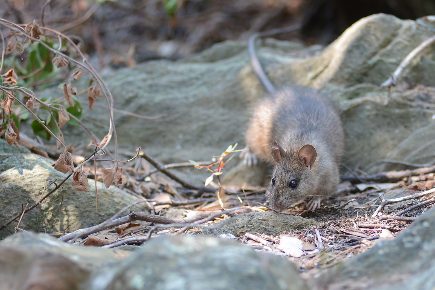 Rattus rattus - Rat noir