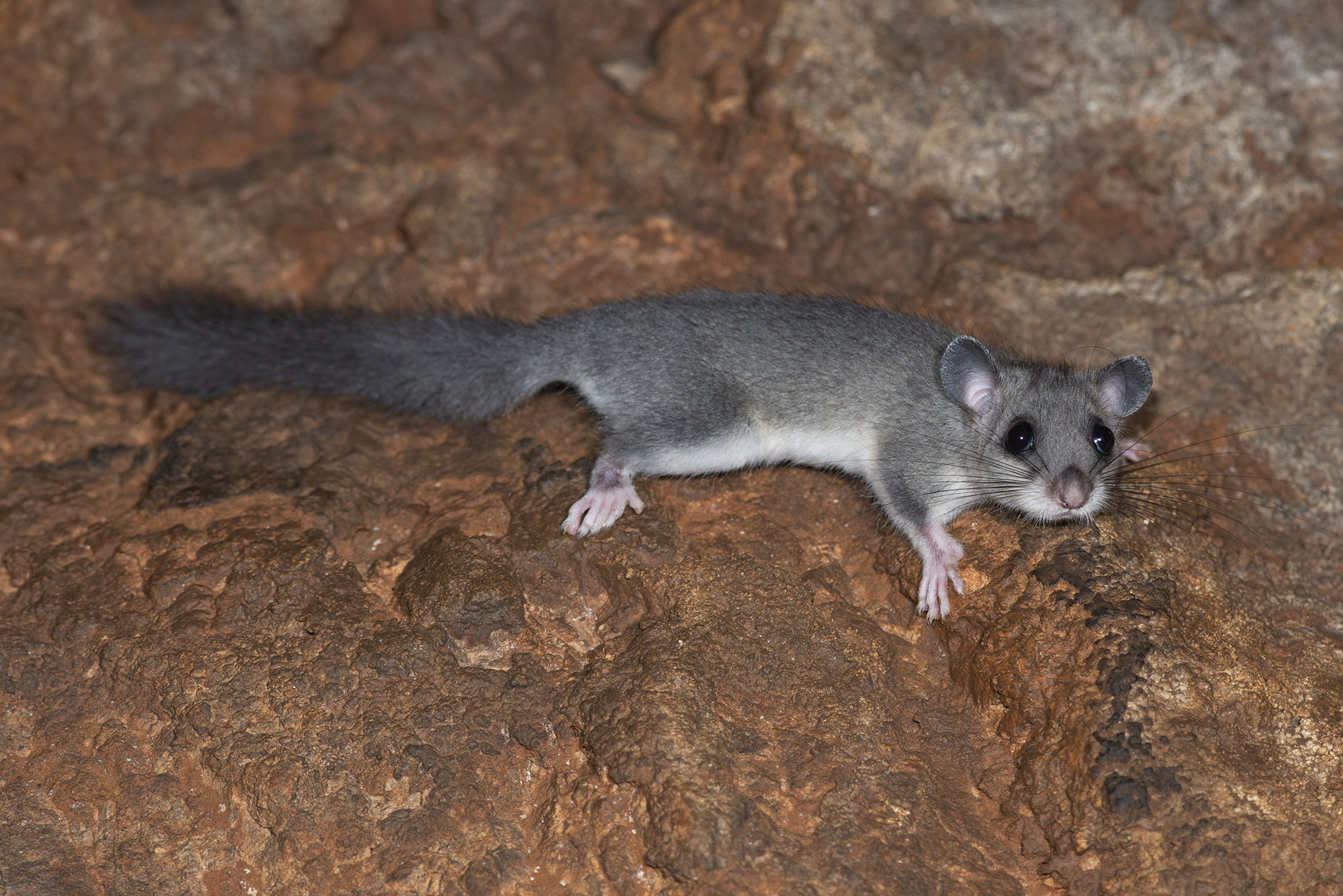 Glis glis - Loir gris