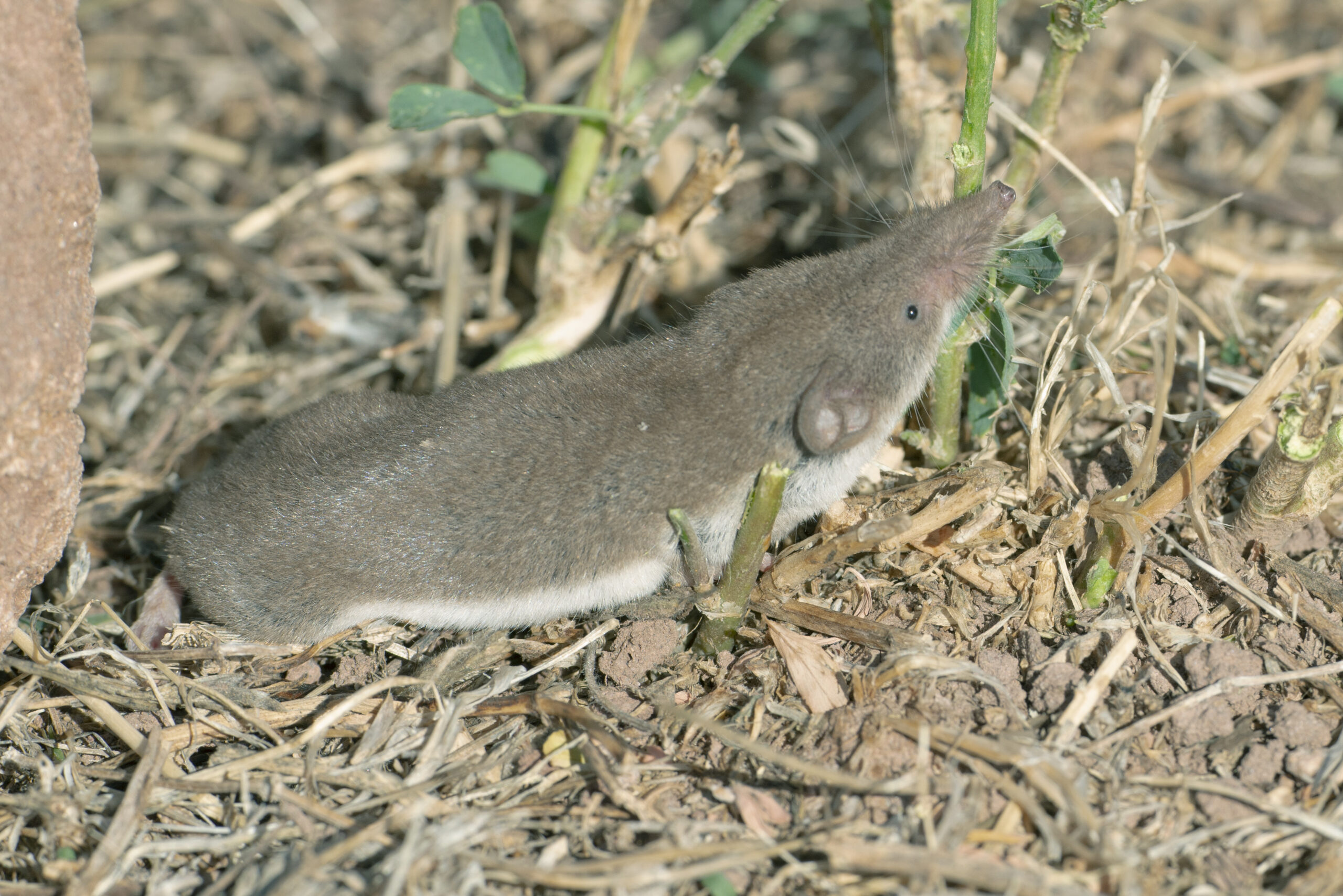 Crocidura leucodon - Crocidure leucode