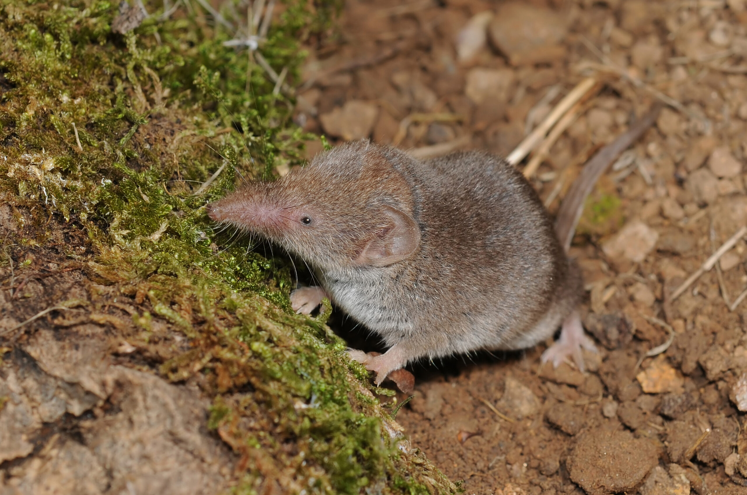 Crocidura russula - Crocidure musette