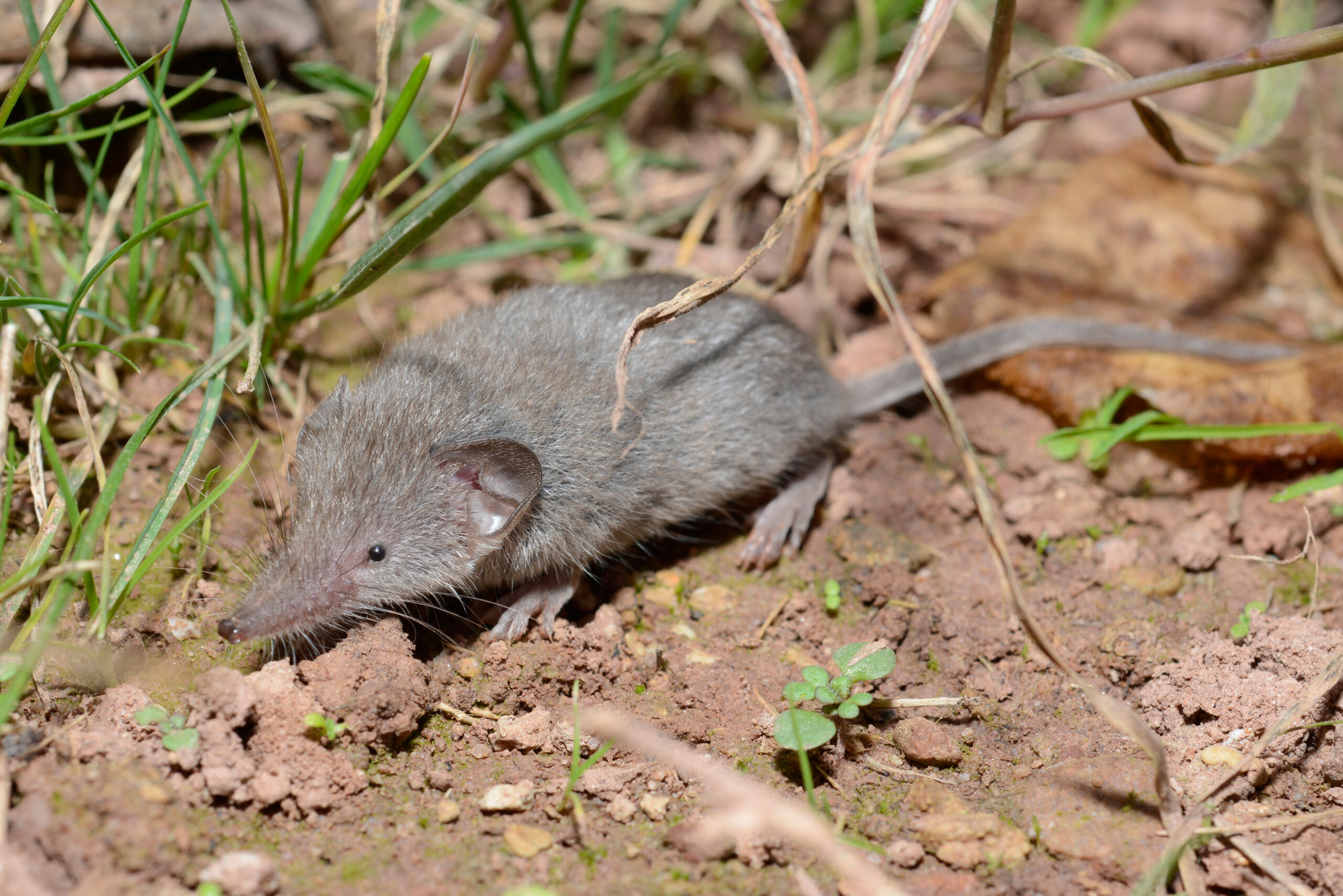 Crocidura gueldenstaedtii - Crocidure des jardins