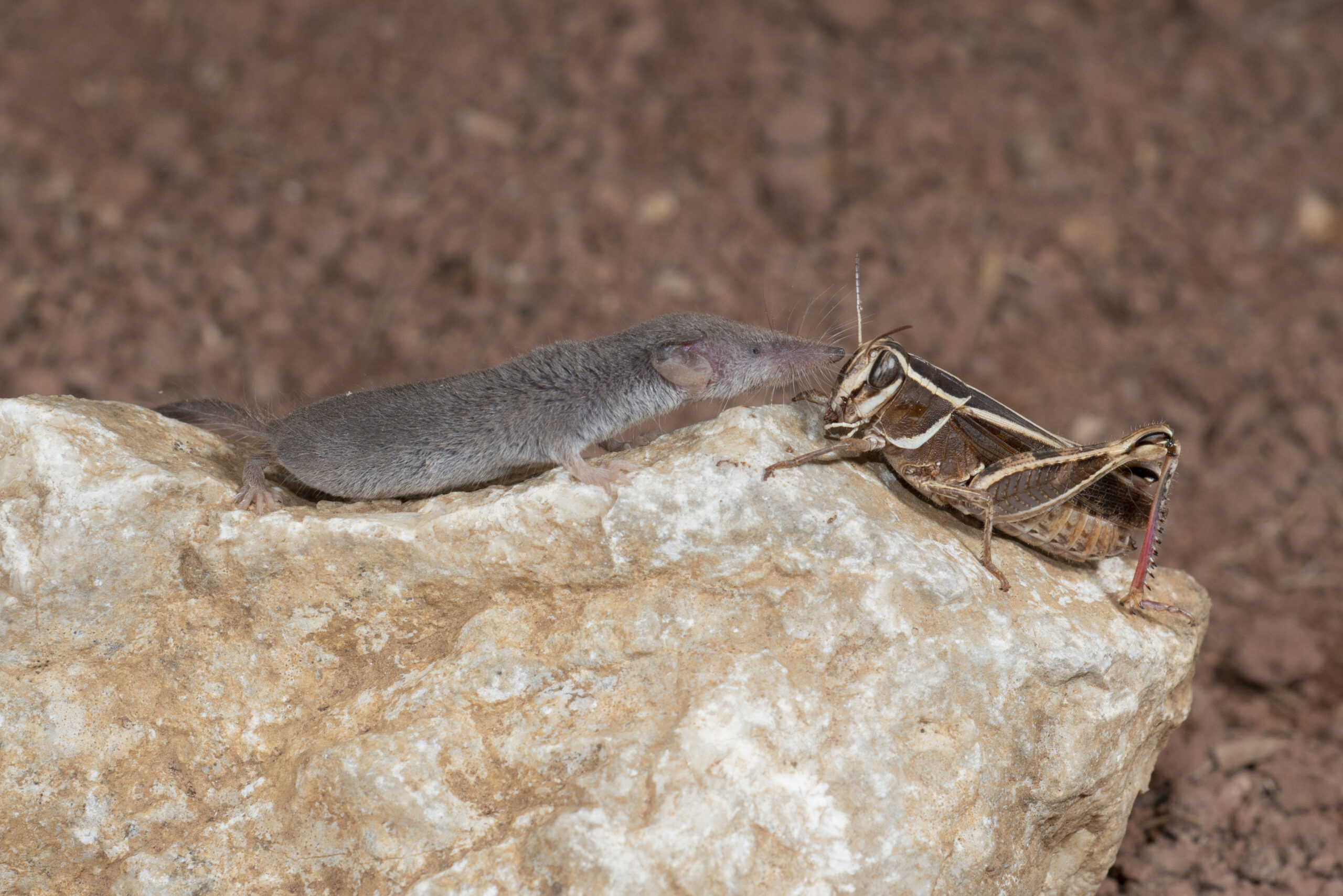 Suncus etruscus - Pachyure étrusque