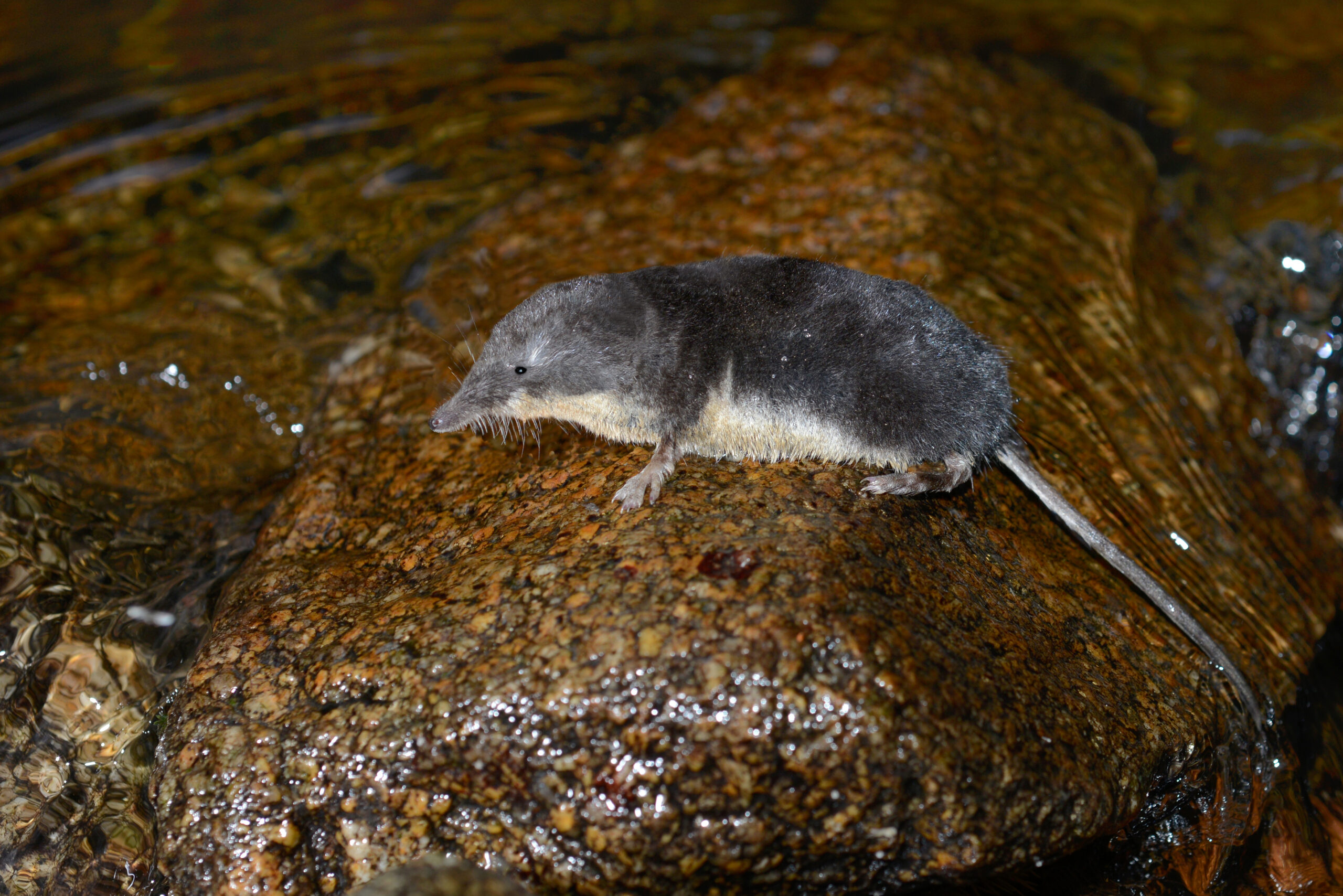 Neomys fodiens - Crossope aquatique