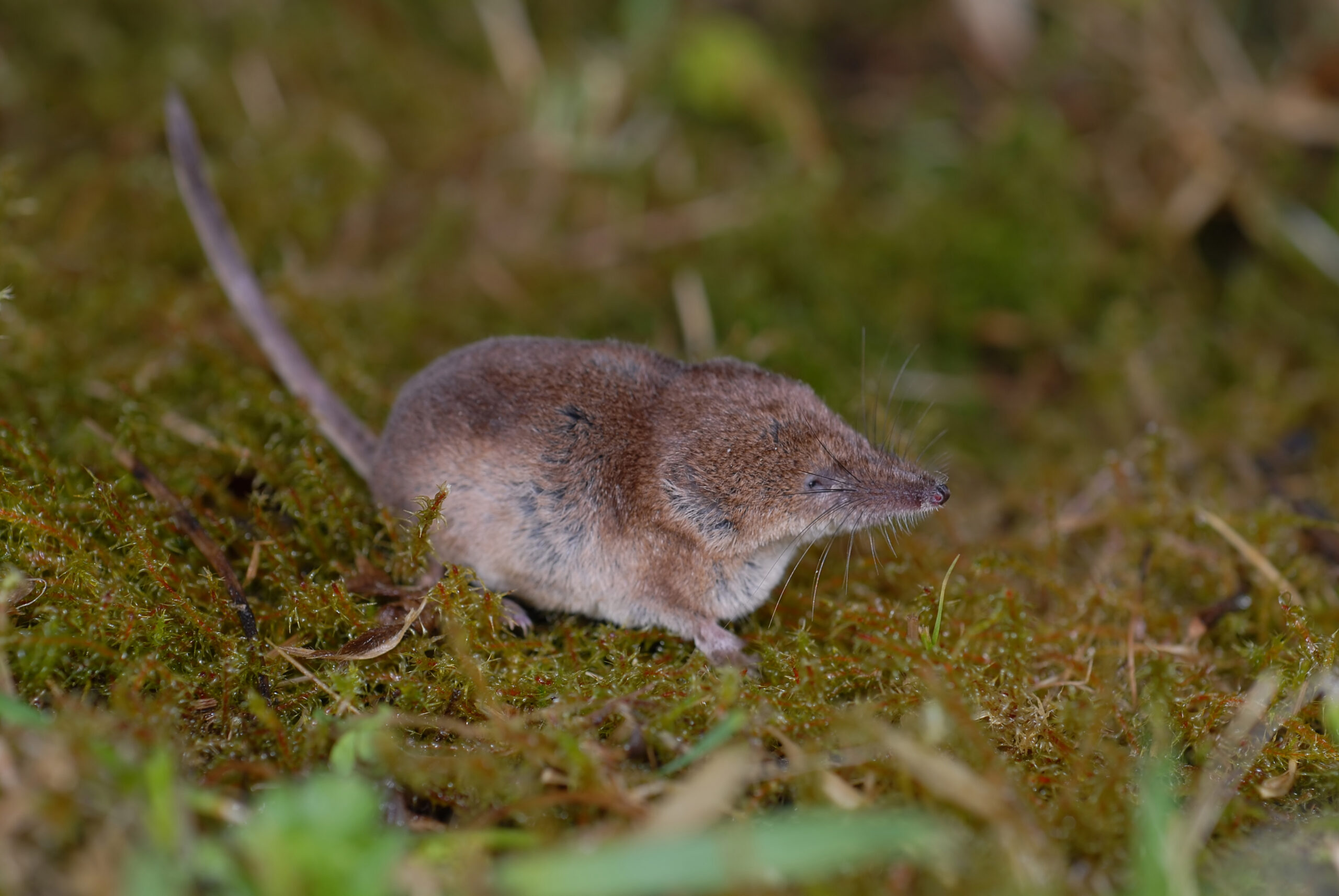 Sorex coronatus - Musaraigne couronnée