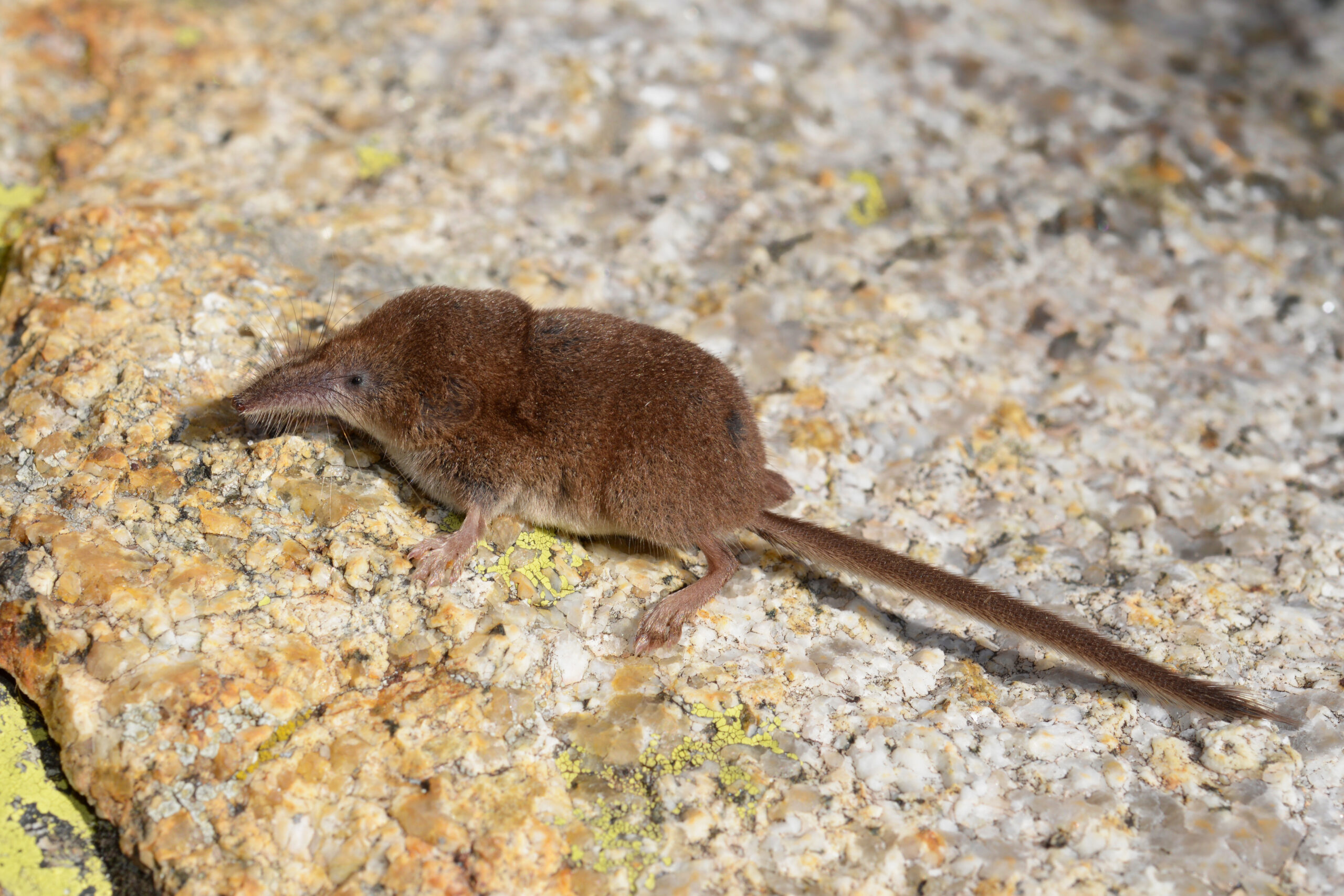 Sorex minutus - Musaraigne pygmée